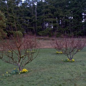 Daffodils in bloom under the apple trees