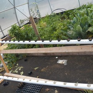 Seeds are started in the cups sitting in the pipe and then set out into raised beds.