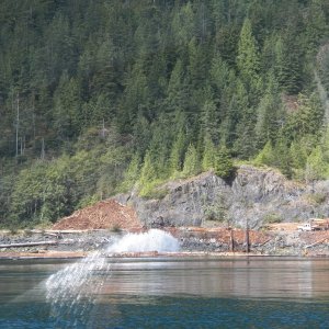 Media 'The logs were sorted and placed in 1 of 4 trip dumps.  When full, the trip was released and they were sent down in to a raft of similar sized logs.  The little tug then hauled them out into the bay.' in album 'Although I launched in Moucha Bay, this is a picture back up towards Gold River.'