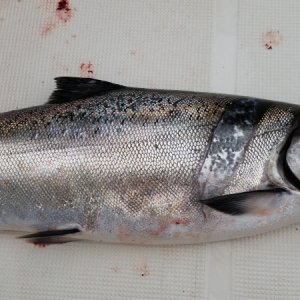 Fish Scar