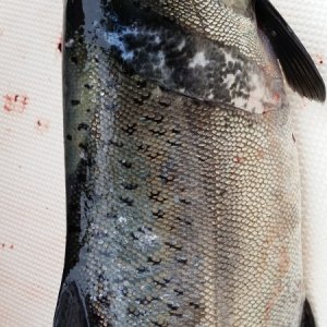 Close up fish scar
