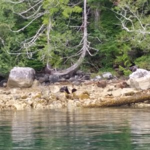 Bear sow with cubs at near Camel Rock in Nootka Sound