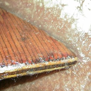 close up - first coat of glass