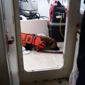 Media 'Skipper loves water - even cold water in Nov.  He jumped overboard.  After an hour we had him back on board...and double leashed for a while!' in album 'Knoxville Tennessee, our starting point.'