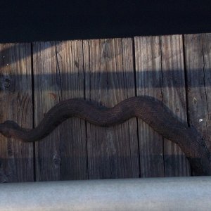 snake