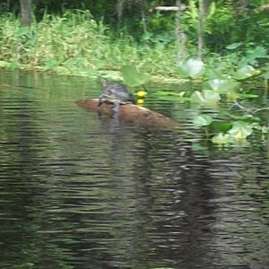 turtle