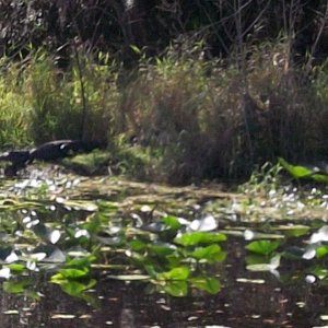 small gator