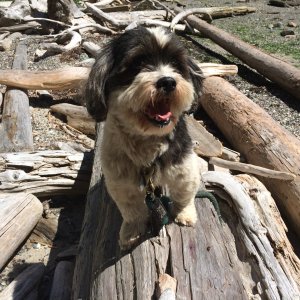 Baxter at Matia Cove