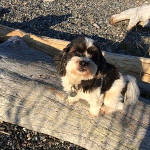 Baxter Posing at Tombolo Cove, Decatur Island