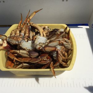 Media 'Crab at Last - Center Island' in album 'Baxter at Matia Cove'