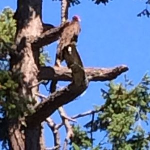 Media 'Turkey Vulture on Sucia Island' in album 'Baxter at Matia Cove'