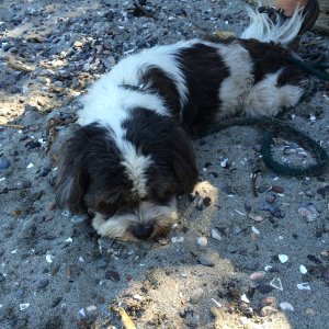 Media 'Wornout Puppy at Ewing Cove, Sucia Island' in album 'Baxter at Matia Cove'
