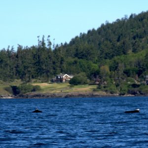 Thought these were whales at first, but perhaps actually Dall's Porpoises. They were much larger and slower than the porpoises normally seen everywhere in the San Juans.