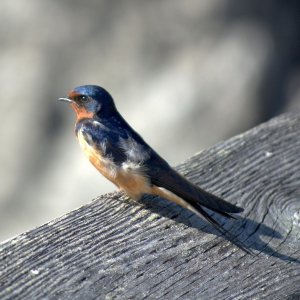 Friendly little bird on the dock railing
