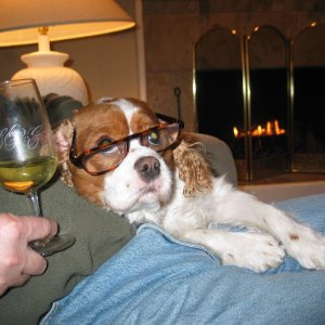 Media 'Toby the boat dog- a good read and a fine chardonney' in album 'Diane and Chris at Factory'