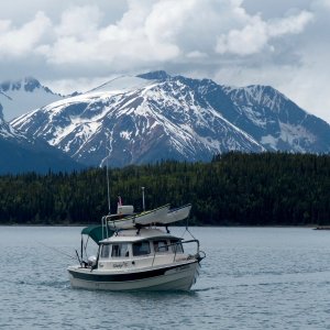 Media 'Silvertip on Lake Atlin' in album 'Silvertip on Lake Atlin in NW British Columbia, June, 2017'