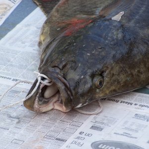 (C-Biscuit) Can a dead fish say "Ouch"?