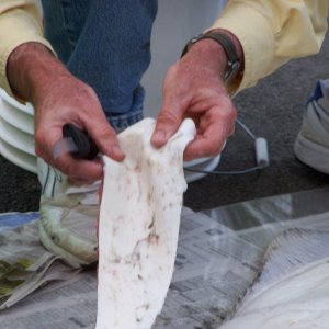 (C-Biscuit) This is what we caught Alisha's halibut on...just cut up the white side skin of a halibut into strips, add them to your herring or octopus and Voila!