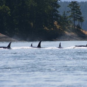 orcas in active pass