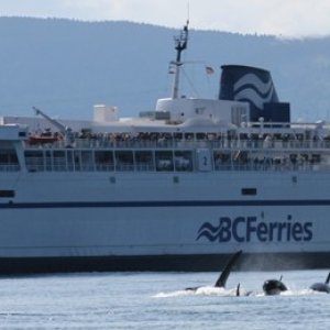 spring gulf islands 2009 117
