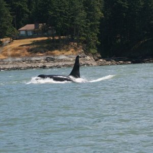spring gulf islands 2009 171