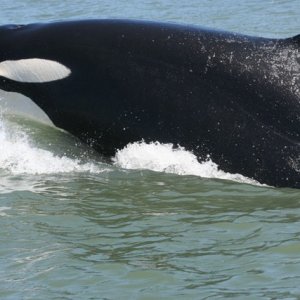 this on was so close 5 ft of the boat that it did not fit in the zoom lens