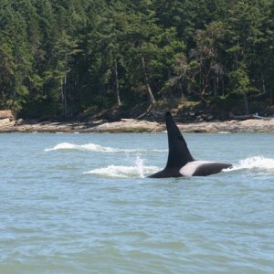 spring gulf islands 2009 185