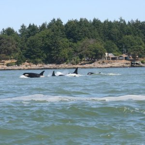 spring gulf islands 2009 190