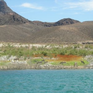 7 Donkeys appeared just off where we were anchored.  First we heard the "He Haws" louder and louder.. then there they were.  No sighting of Dall Sheep though
