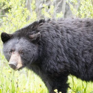 Black bear Cassiar highway