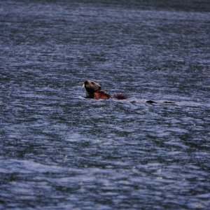 Photo by Wrenny of sea otter eating sea urchins