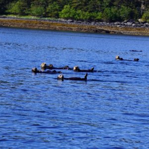Sea ottets
