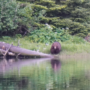 Red bluff bay bear we watched for hours