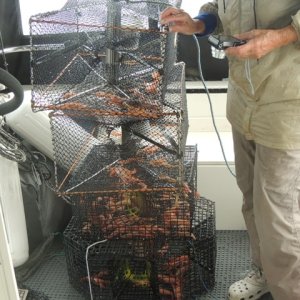 Electric pot puller bounty