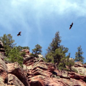 Getting an updraft off the canyon walls