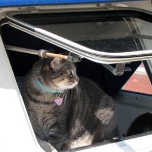 Molly out the windshield