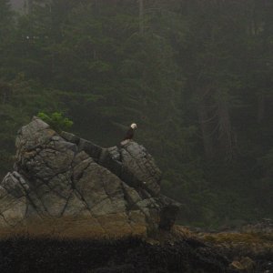 Eagle perched west of Tyee Lodge