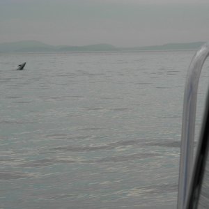 Porpoise rise