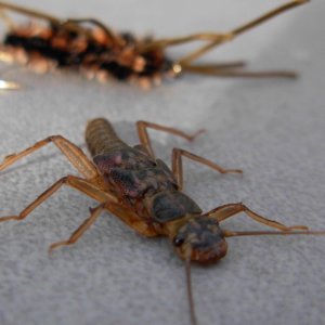 Skwala stonefly - Yakima River