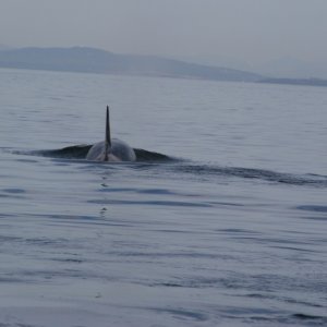 whale near Lime Kiln light