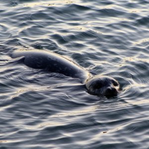 seal team 6
