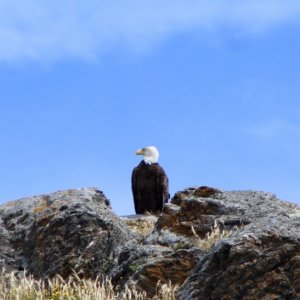 Eagle Pt
