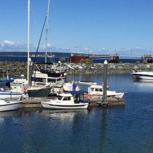 Limpet - Powell R.  July 16, 2017