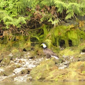 14 Eagle by the shore