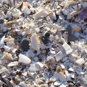69 Shell beach at Montague Harbor