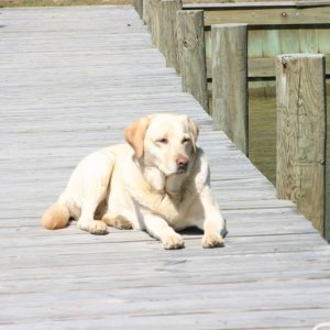 Media '(Otter-BelleHavenMarina) Piper enjoying the pier at Cod Creek' in album '(Otter-BelleHavenMarina) Charlie has all the toys'