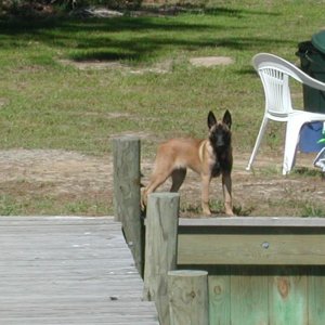 Media 'Zoe standing guard at the head of the pier.  A beautiful 16 week old pup, looks like a fox!' in album '(Otter-BelleHavenMarina) Charlie has all the toys'