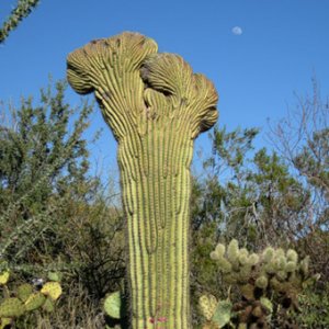 Crested Saguaro