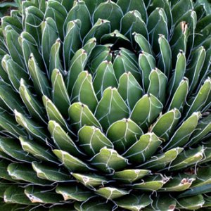 succulent