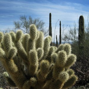 cactus2